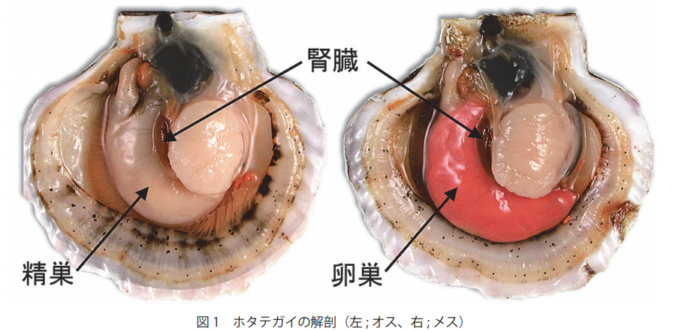 ほたてがい ほたて ホタテ についてめっちゃ詳しく紹介 青森県陸奥湾のほたて専門店 有 イチヤマジュウ塩越商店