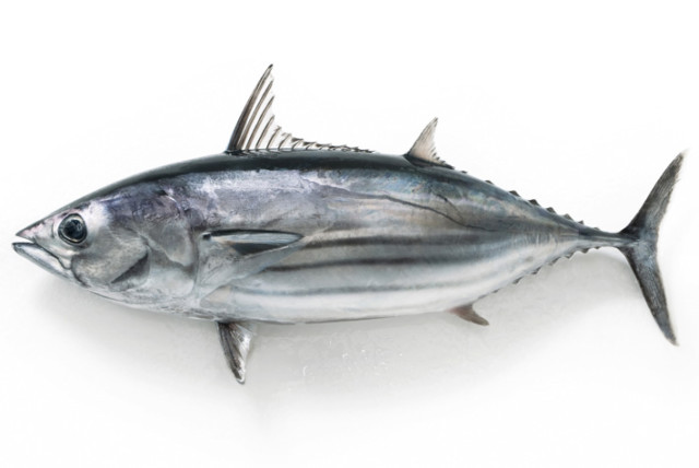 鰹 かつお カツオ 青森県陸奥湾のほたて専門店 有 イチヤマジュウ塩越商店